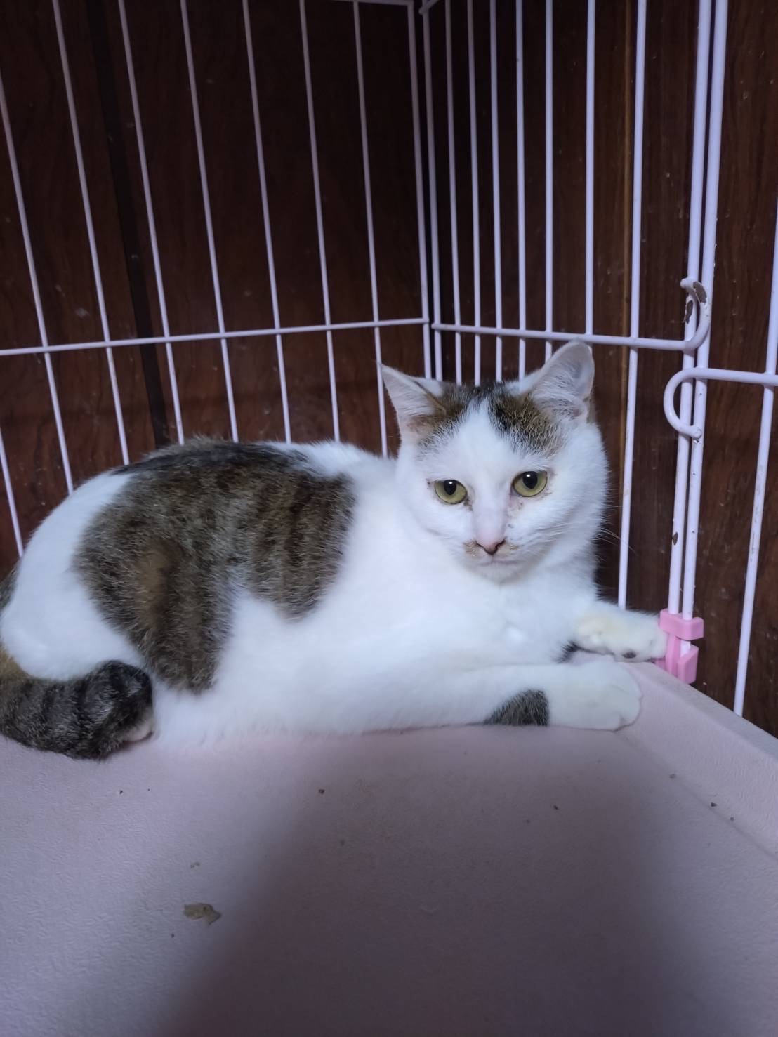 チョロくん8ヶ月白多めキジ白