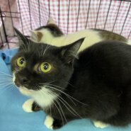 チョビくん8ヶ月