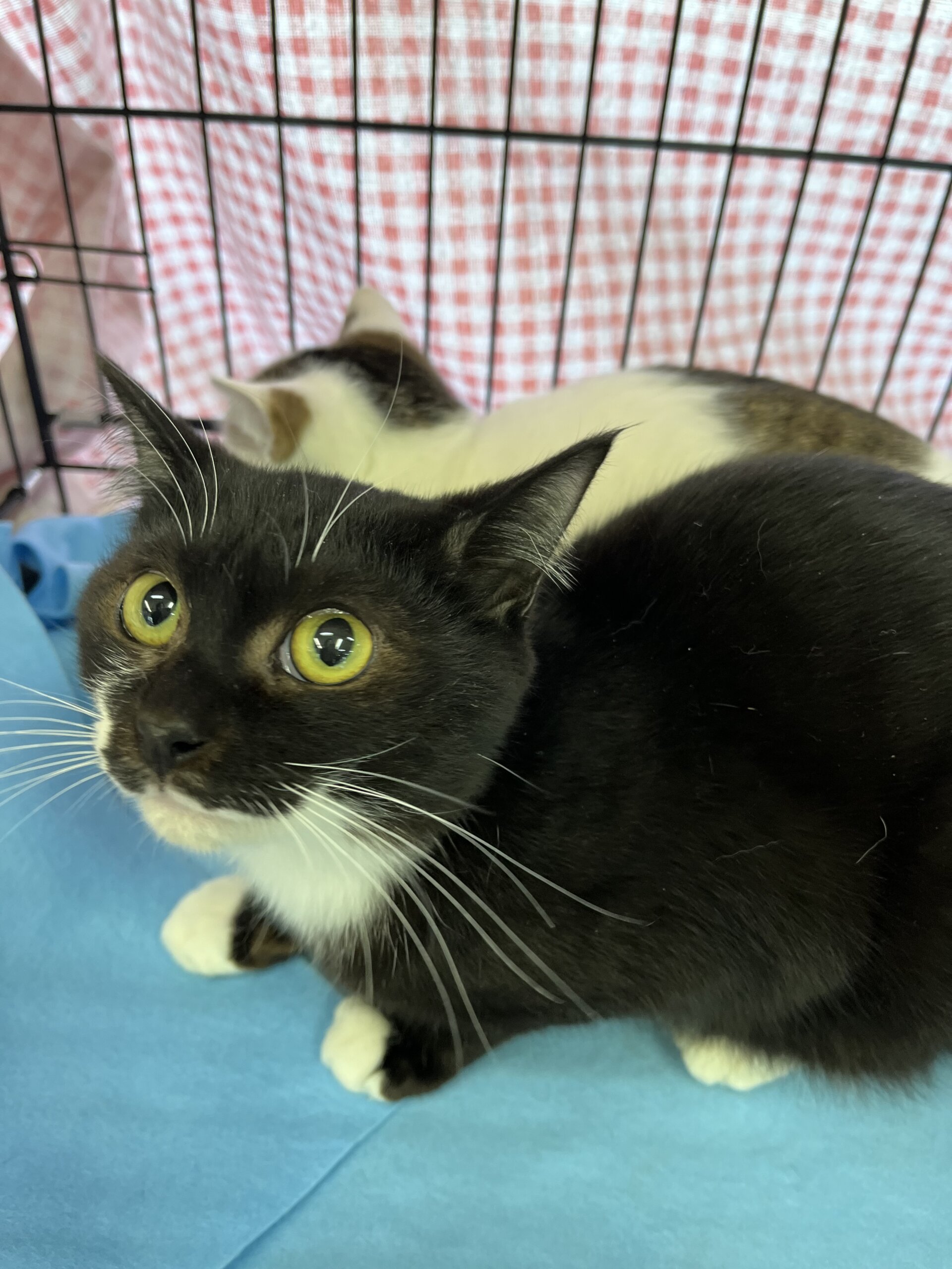 チョビくん8ヶ月