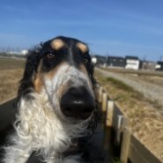 二歳の男の子ボルゾイ