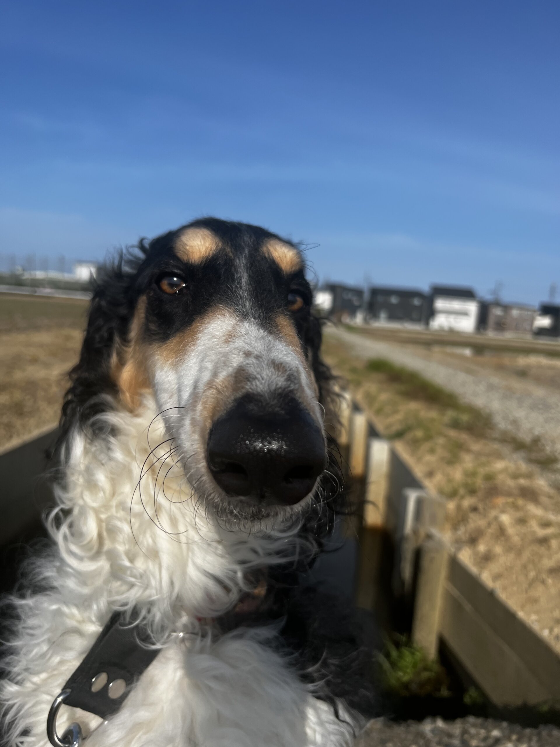 二歳の男の子ボルゾイ