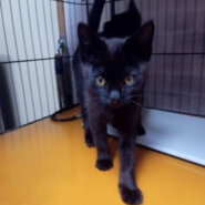 3ヶ月黒猫チョコ＆レート🍫チョコくん