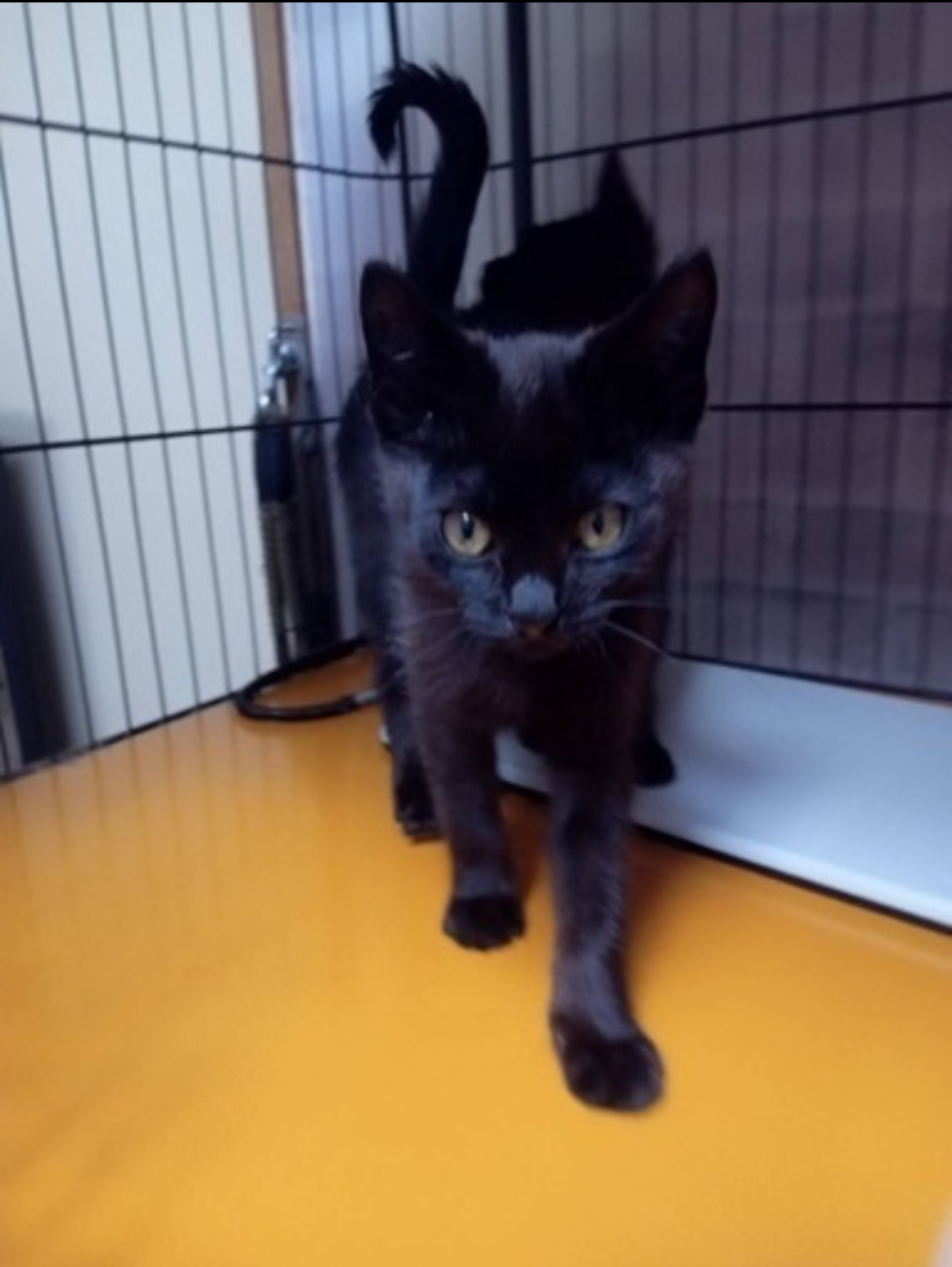 3ヶ月黒猫チョコ＆レート🍫チョコくん