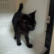 黒猫男子チョコ＆レート🍫レートくん