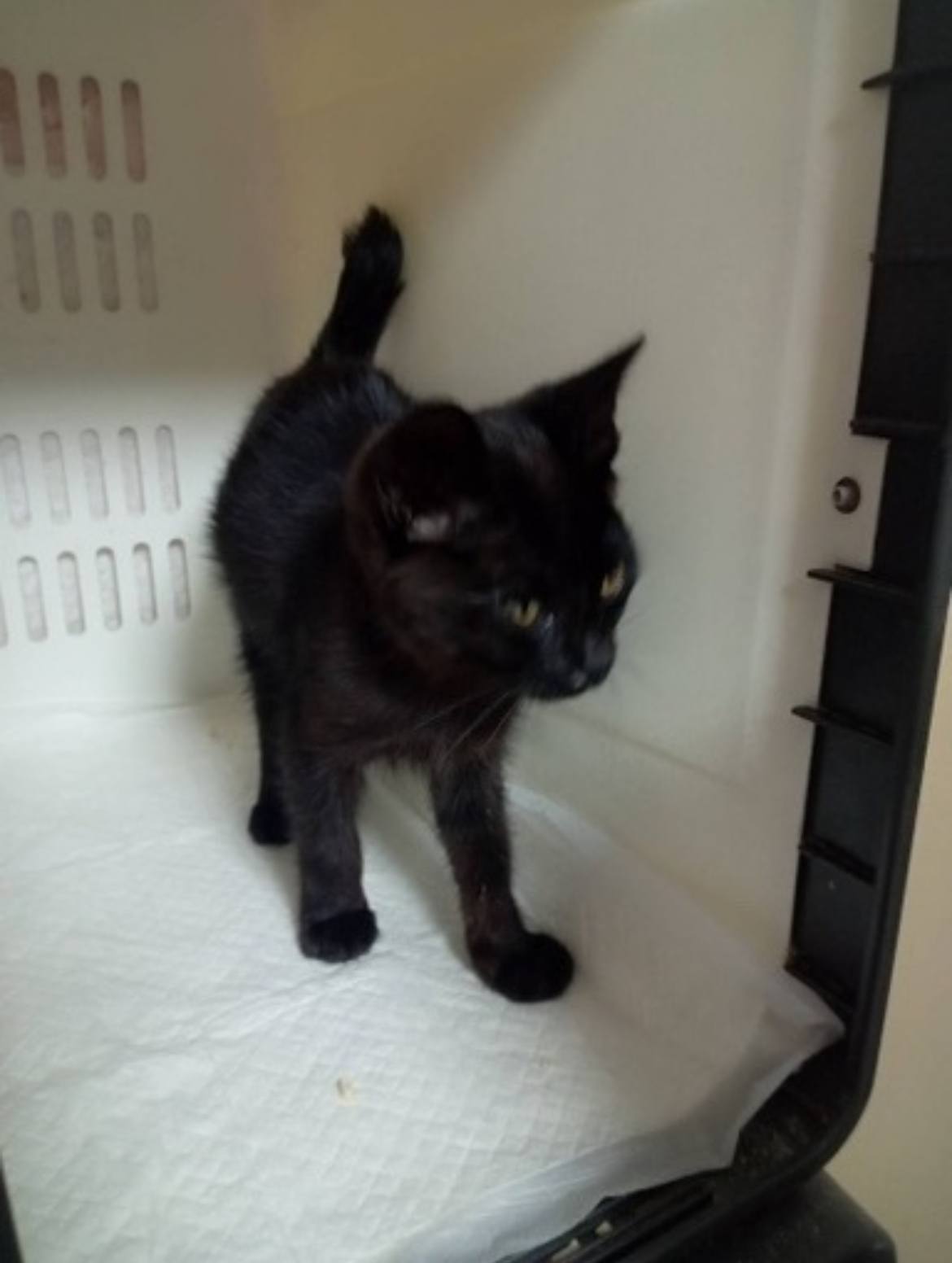 黒猫男子チョコ＆レート🍫レートくん