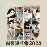 猫の譲渡会
