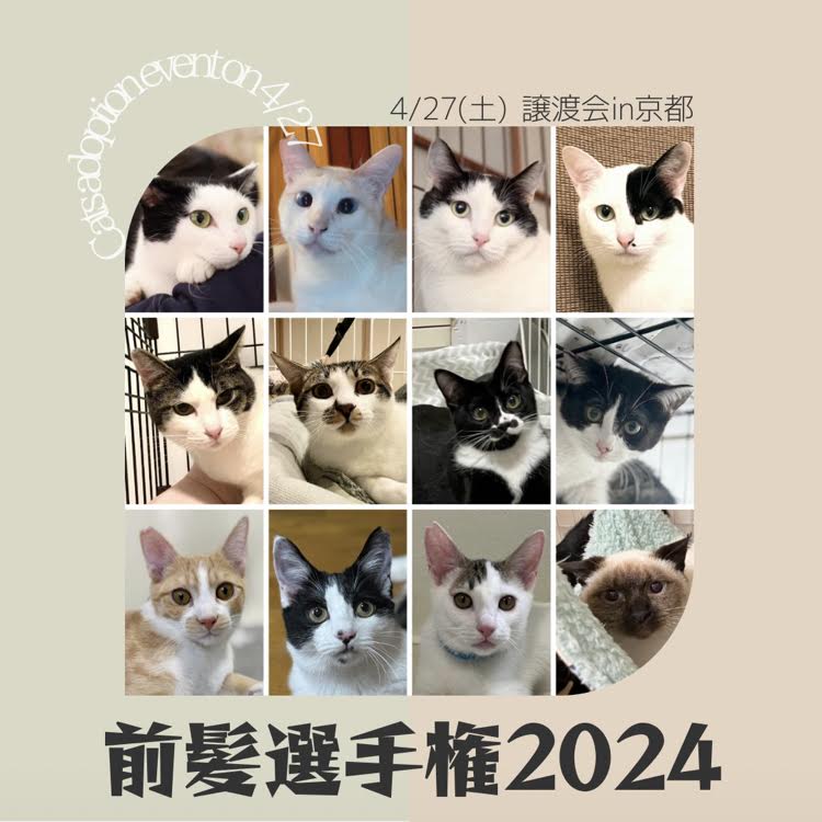猫の譲渡会