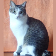 おっとりキジ白の美猫♪まこちゃん ４歳半