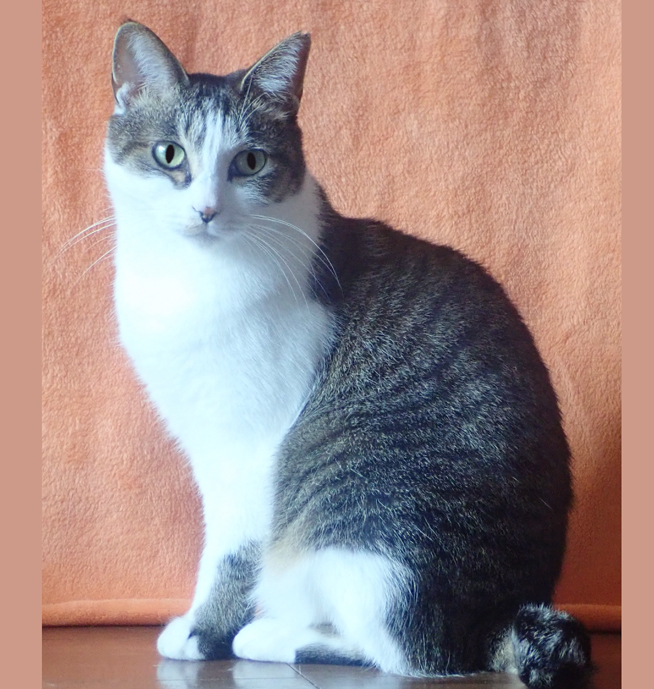 おっとりキジ白の美猫♪まこちゃん ４歳半