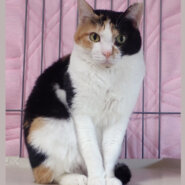 人なれしている三毛の美猫♪めぐちゃん ２歳半