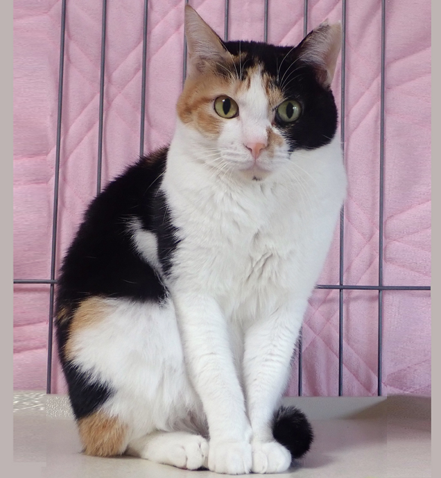 人なれしている三毛の美猫♪めぐちゃん ２歳半