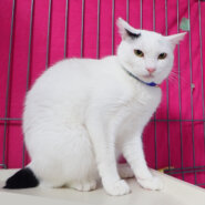 人なれしている白黒の美猫♪しろくん１歳半