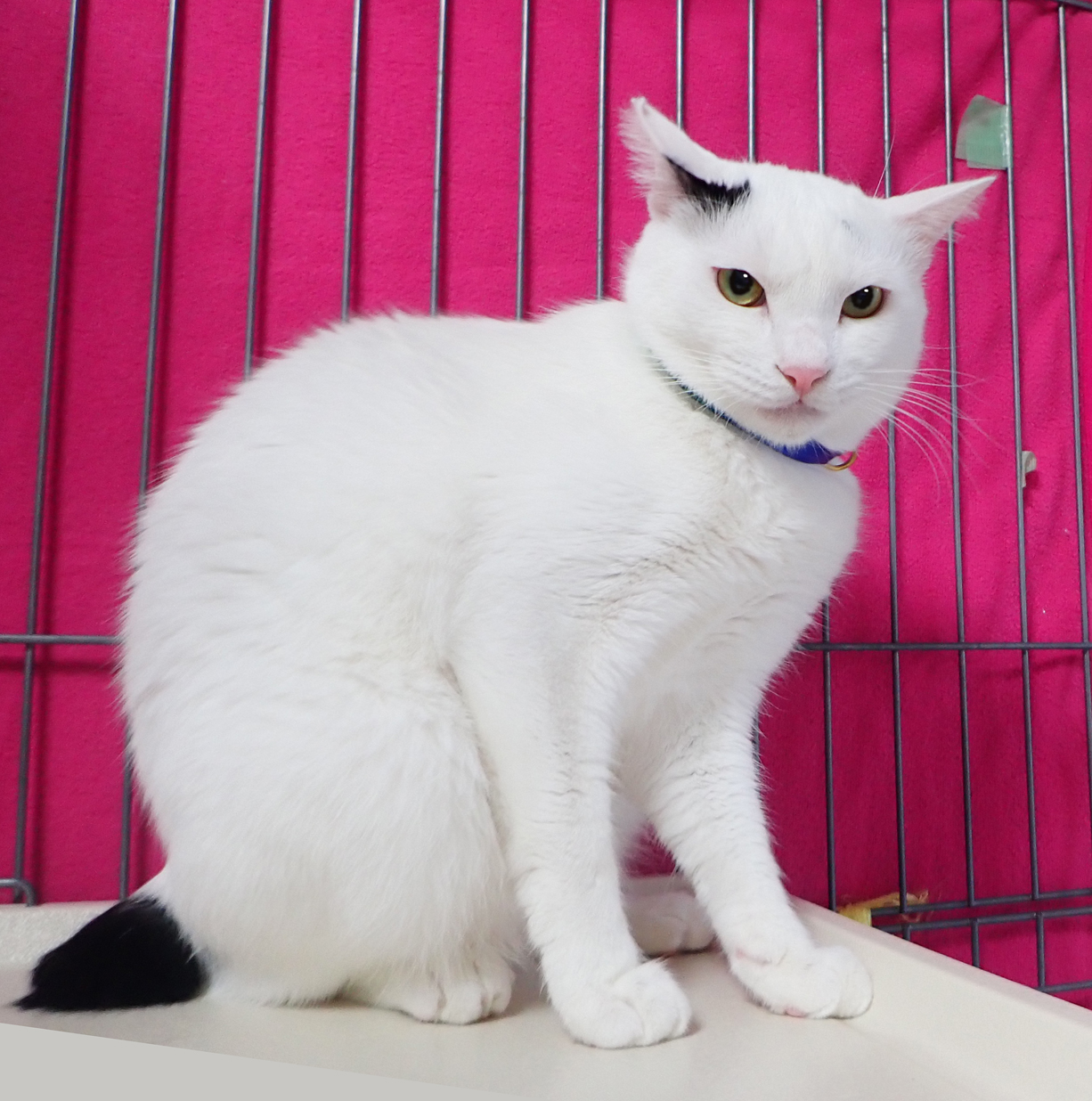 人なれしている白黒の美猫♪しろくん１歳半