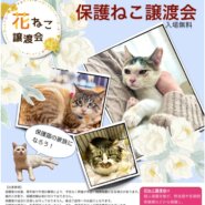 花ねこ譲渡会
