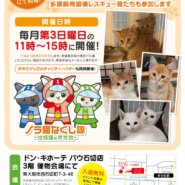 猫の譲渡会