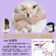 第36回ねこのおうちさがし@忠岡