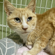 なでなで大好き♪スリゴロ甘えん坊『ぽんずちゃん』