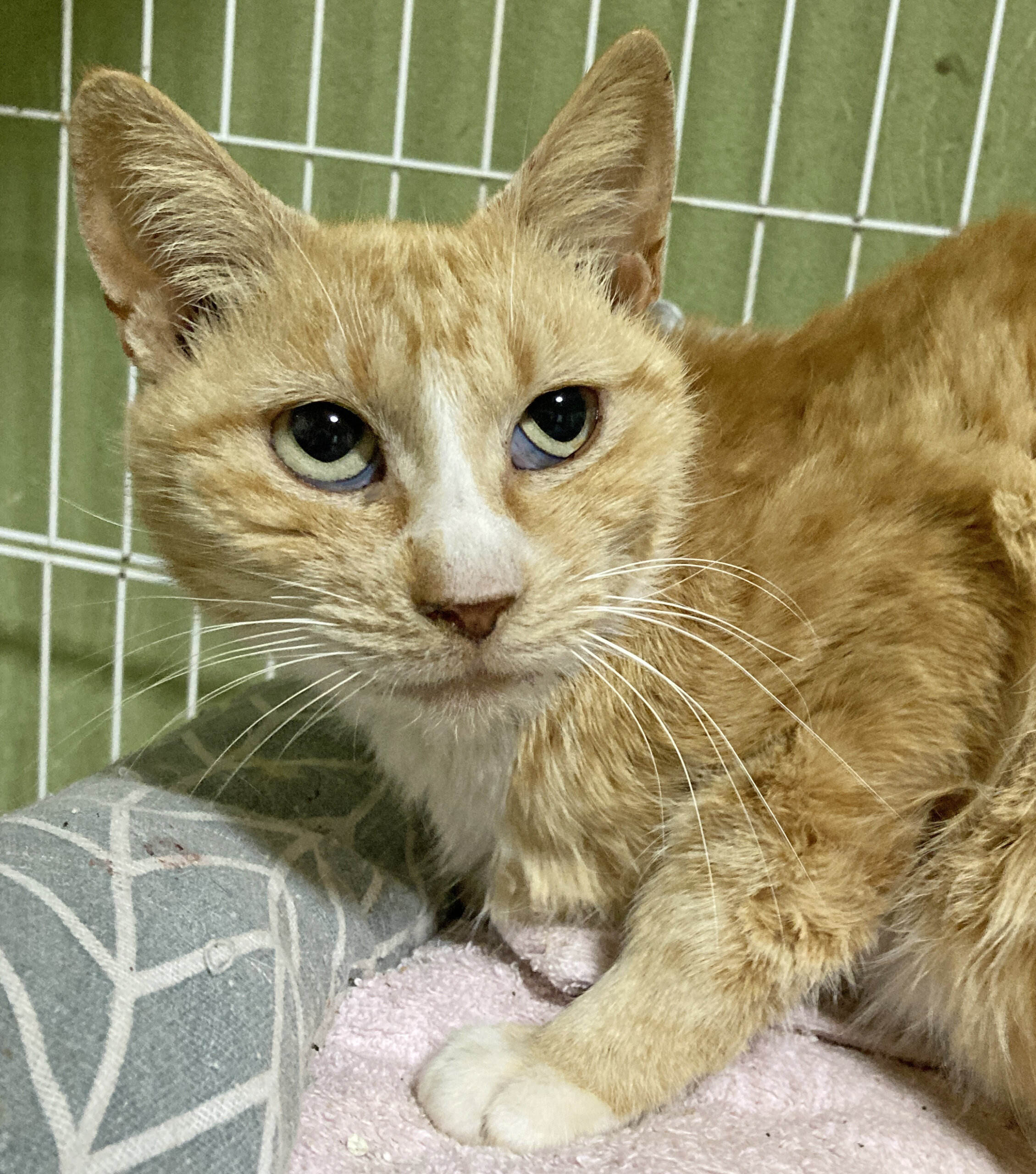 なでなで大好き♪スリゴロ甘えん坊『ぽんずちゃん』