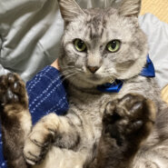 超なれなれ♪もっちもちのサバトラ『銀太』