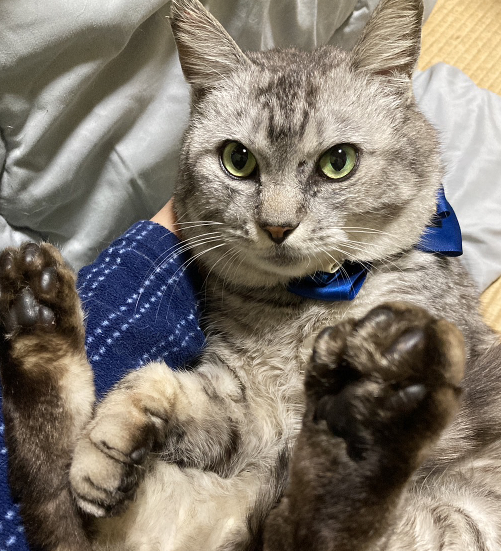 超なれなれ♪もっちもちのサバトラ『銀太』