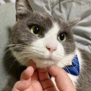 おっとり優しい♪グレー白のハチワレ『大地くん』