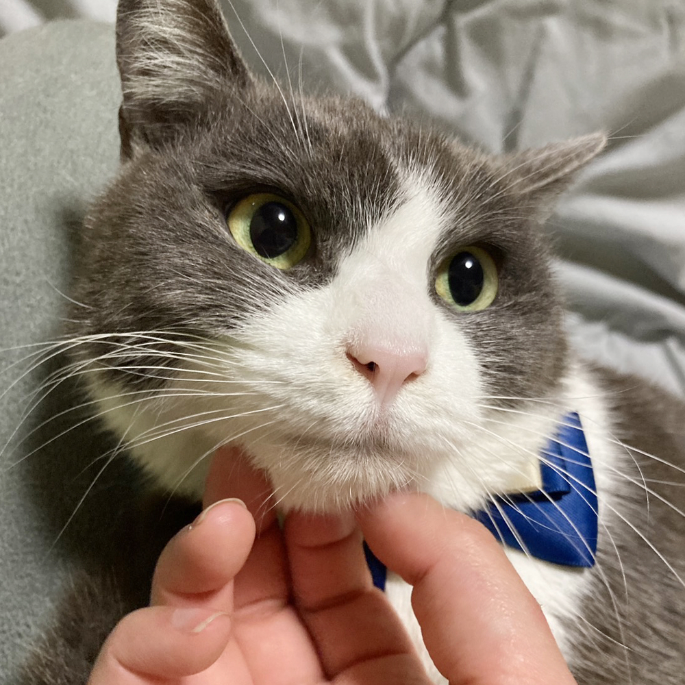 おっとり優しい♪グレー白のハチワレ『大地くん』