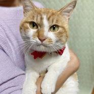 ベタベタ甘えん坊♪抱っこと膝の上が好き『わらび君』