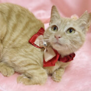 あざと可愛い！クリーム茶トラの子猫『ひなちゃん』