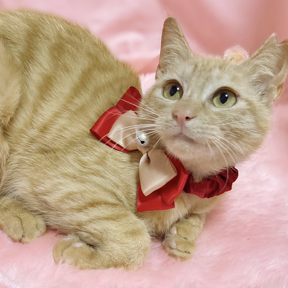 あざと可愛い！クリーム茶トラの子猫『ひなちゃん』