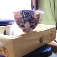 とっても可愛いキジくんA