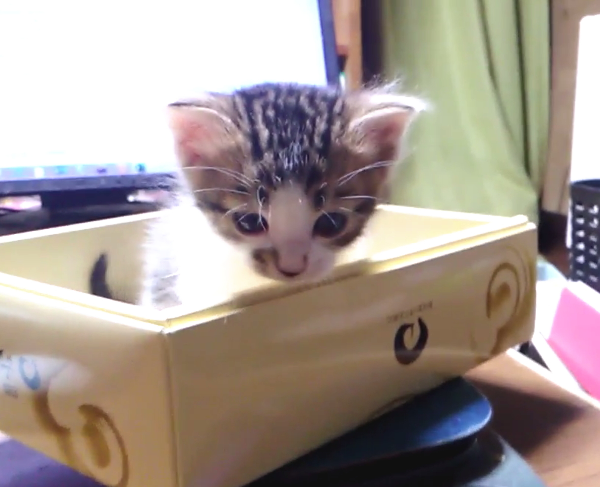 とっても可愛いキジくんA