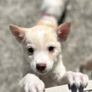 香川県【代理投稿】可愛い毛色のタフくん