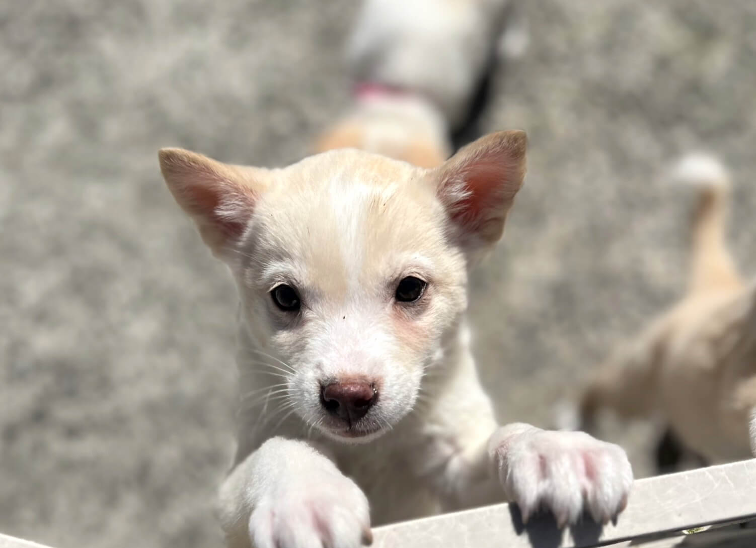 香川県【代理投稿】可愛い毛色のタフくん