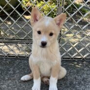 香川県【代理投稿】可愛い毛色のハリボーくん