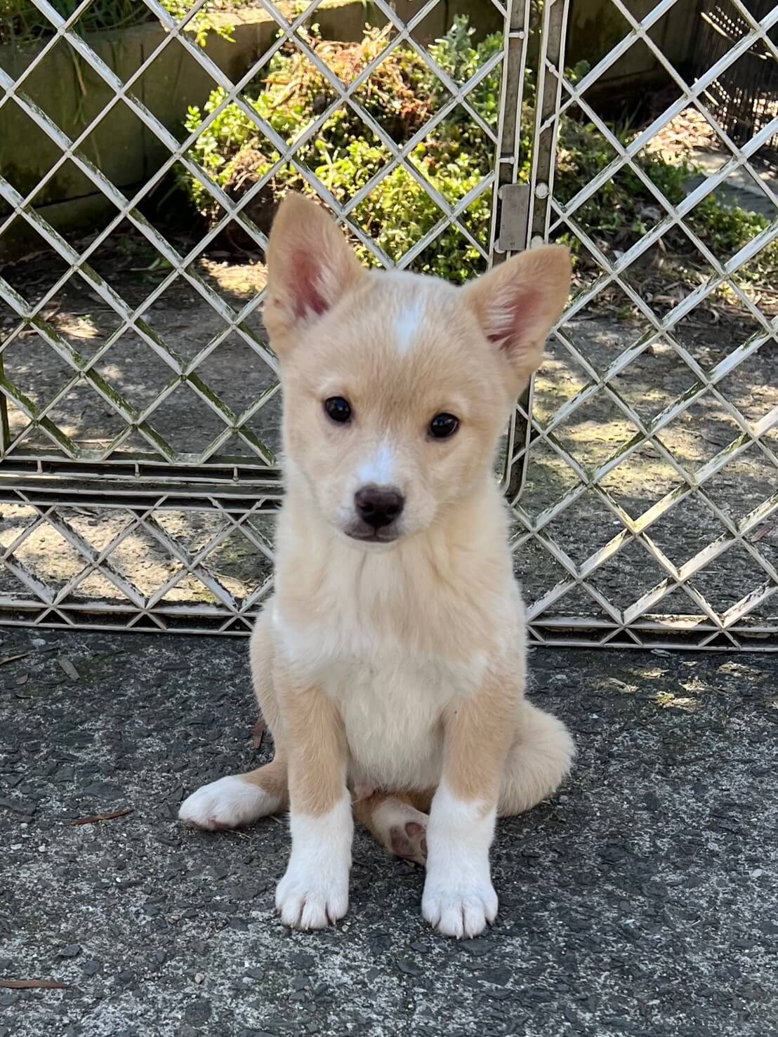 香川県【代理投稿】可愛い毛色のハリボーくん