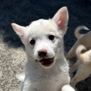 香川県【代理投稿】可愛い毛色のマロッシュくん