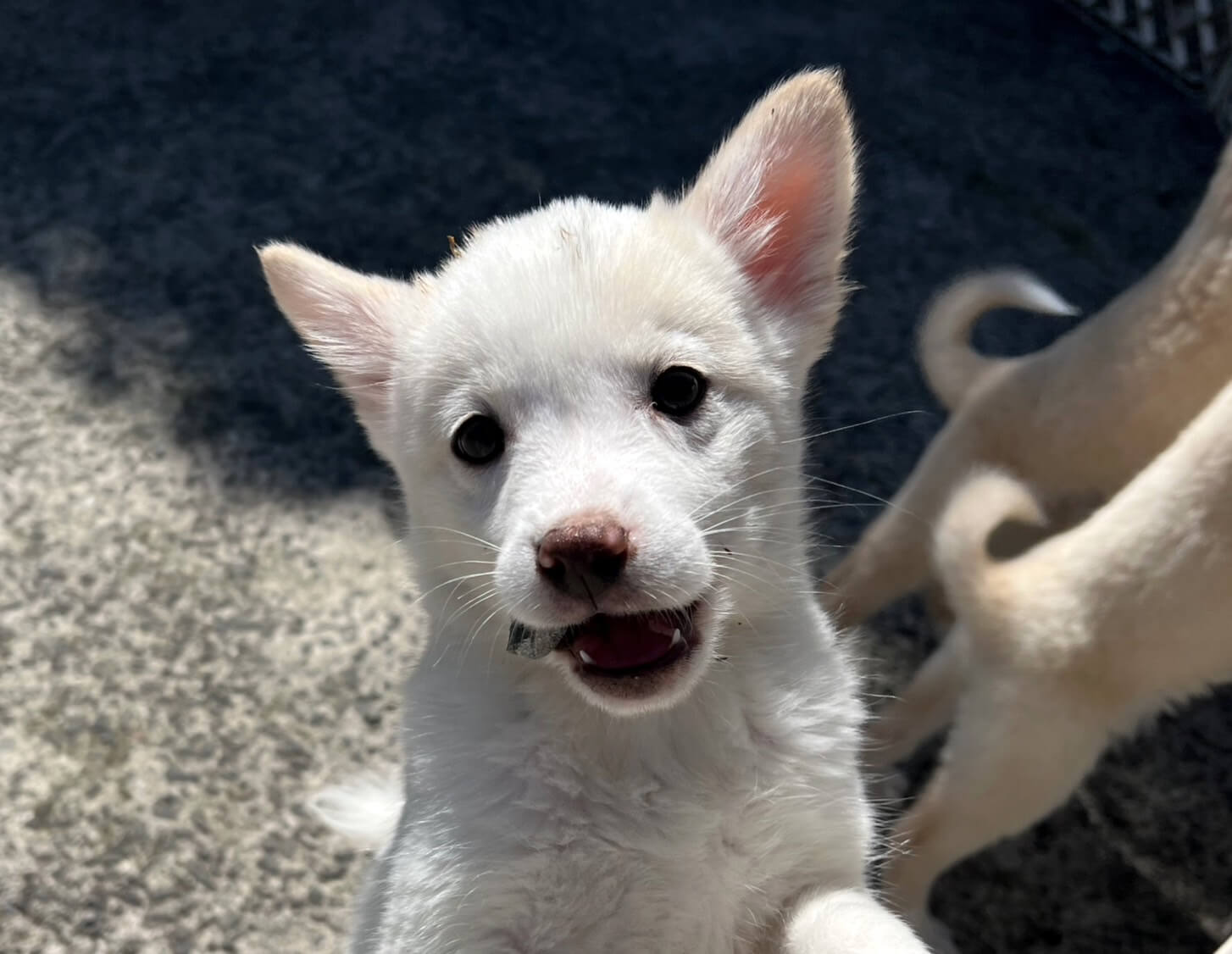 香川県【代理投稿】可愛い毛色のマロッシュくん