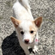 香川県【代理投稿】可愛い毛色の　コロロくん