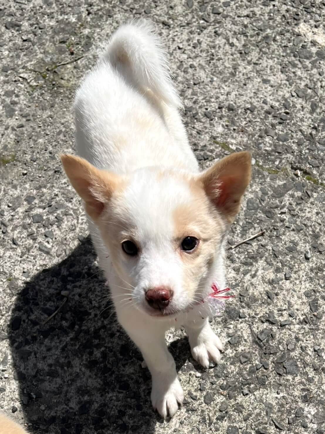 香川県【代理投稿】可愛い毛色の　コロロくん