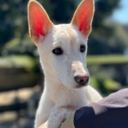 香川県【代理投稿】とても元気な　マカロンちゃん