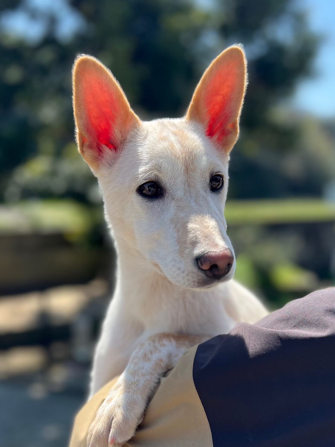 香川県【代理投稿】とても元気な　マカロンちゃん