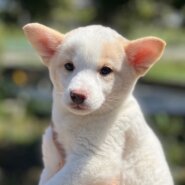 香川県【代理投稿】可愛い毛色のピュレちゃん