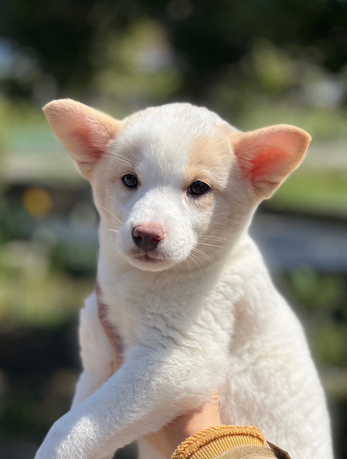 香川県【代理投稿】可愛い毛色のピュレちゃん