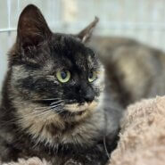 香川県　きれいなサビ柄の　テリーヌちゃん