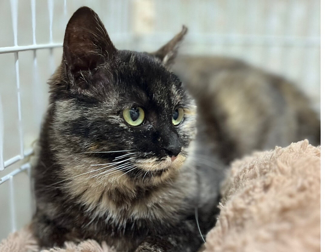 香川県　きれいなサビ柄の　テリーヌちゃん