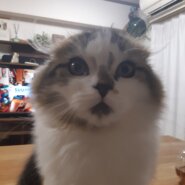 3歳の男の子　スコティッシュ