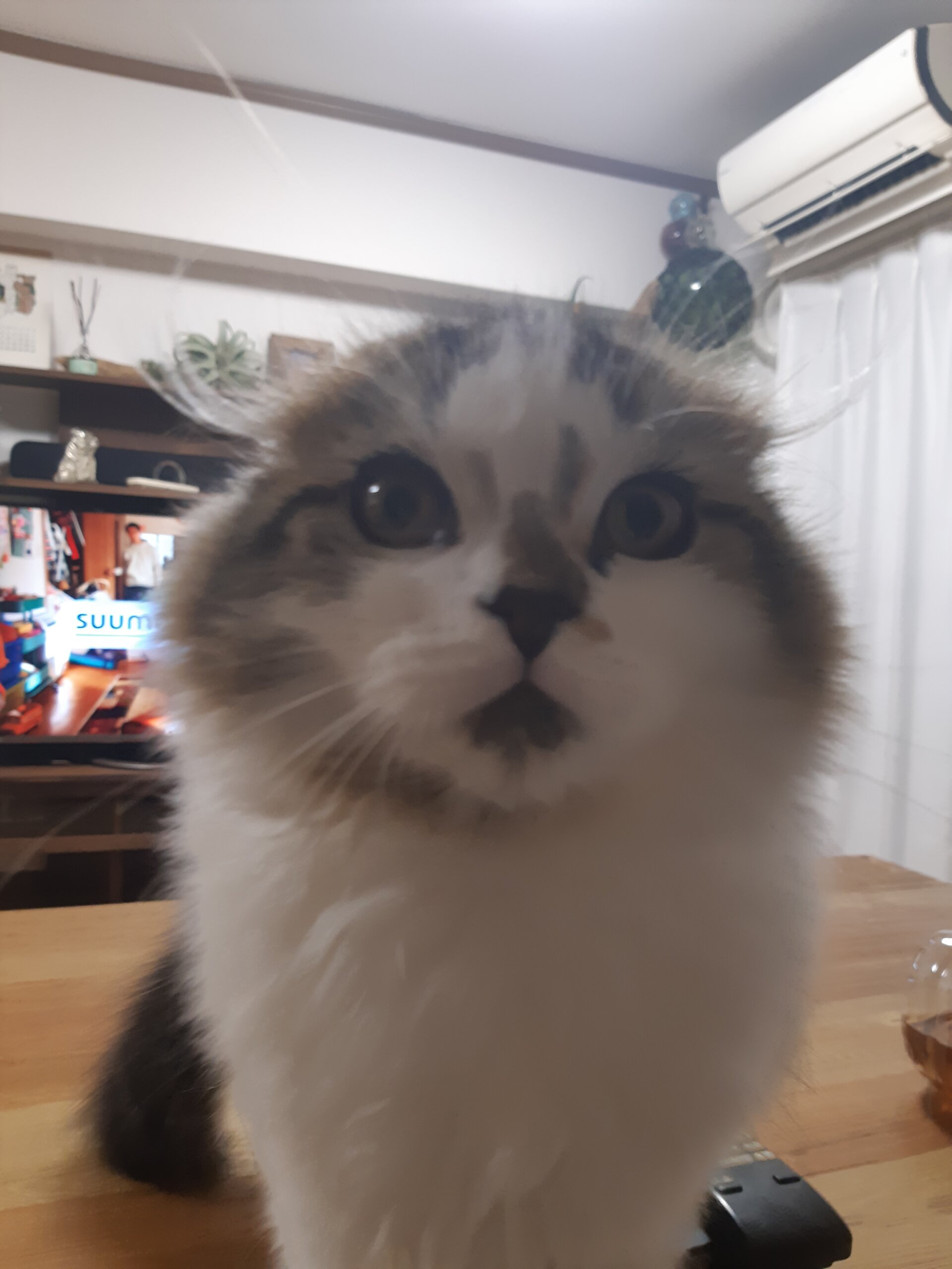 3歳の男の子　スコティッシュ