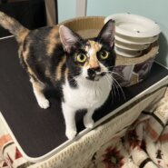 とっても甘えん坊【みーちゃん】