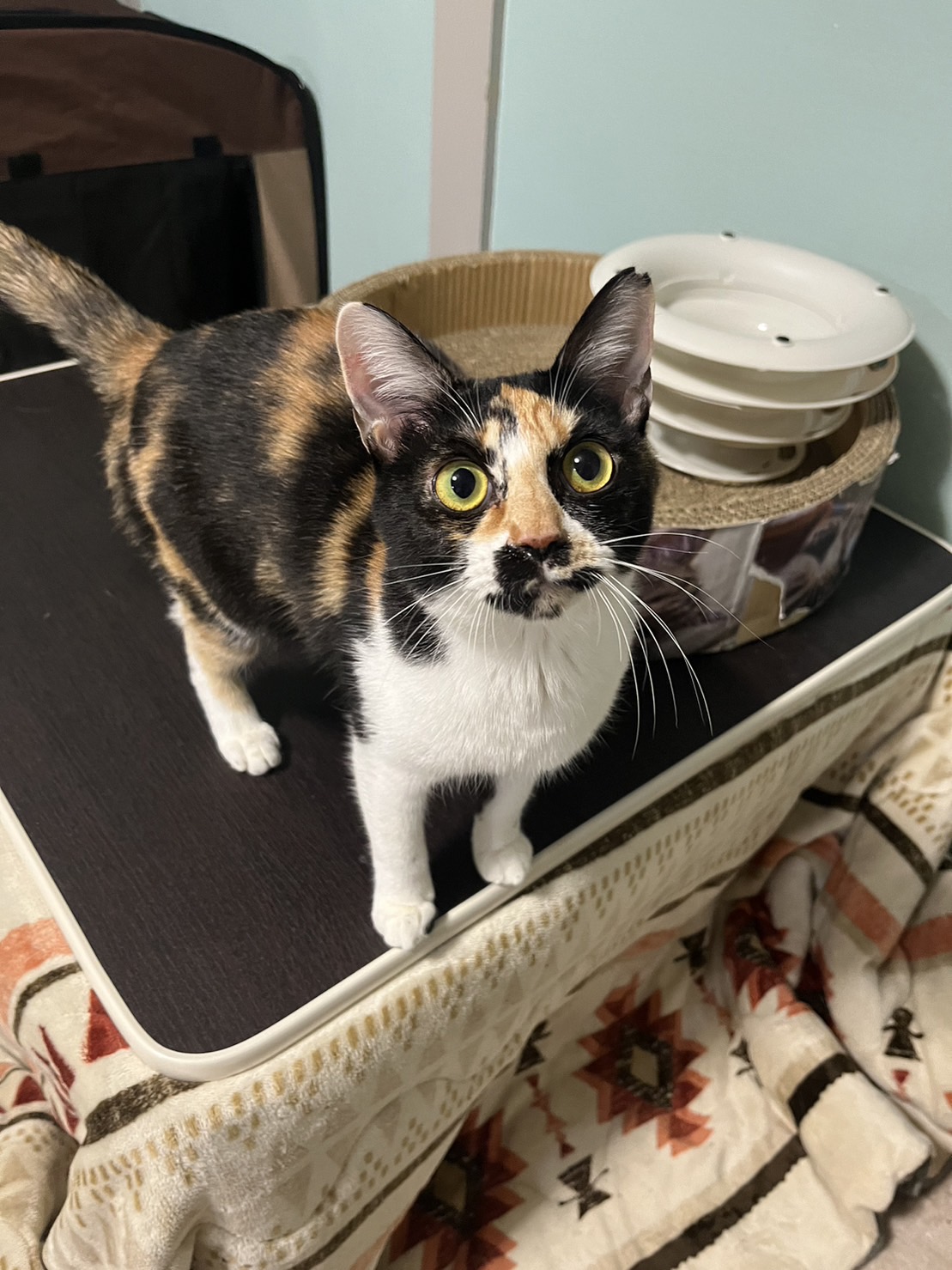 とっても甘えん坊【みーちゃん】