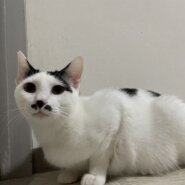 ちょびヒゲ【もーくん】